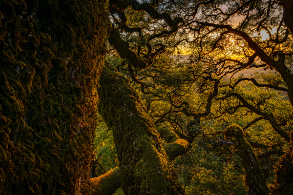 Crooked oak tree trunks covered in moss