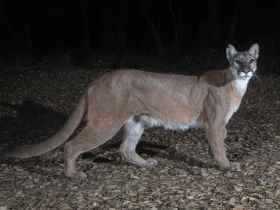 Trail camera photo of a mountain lion at night showing full body from a side view.