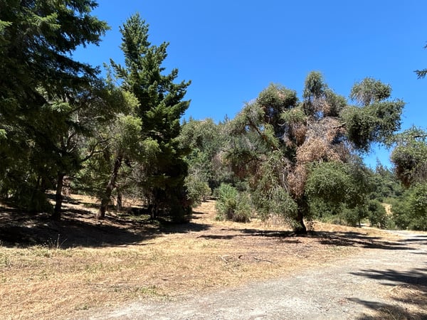 Photo of vegetation after forest health work in Bear Creek Redwoods preserve