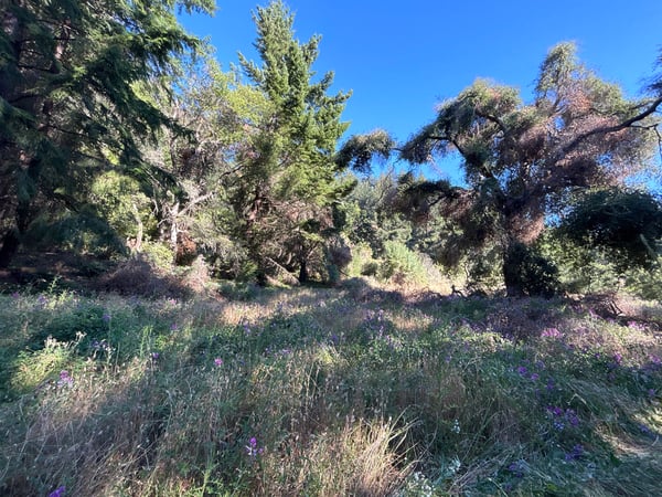 Photo of vegetation before forest health work in Bear Creek Redwoods preserve