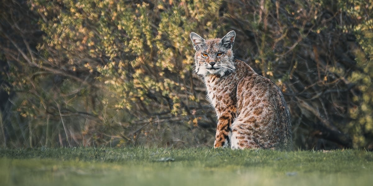 66_WH_Midpen_Christopher-Nguyen_Bobcat at Windy Hill