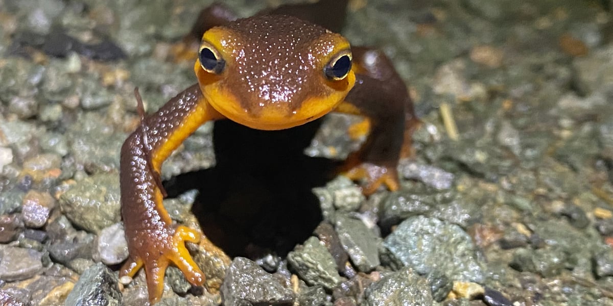 Newt crawling on gravel