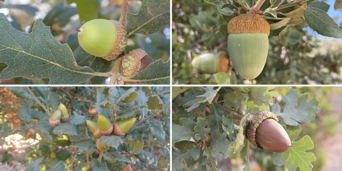 Acorns from multiple oak species found in Midpen preserves.
