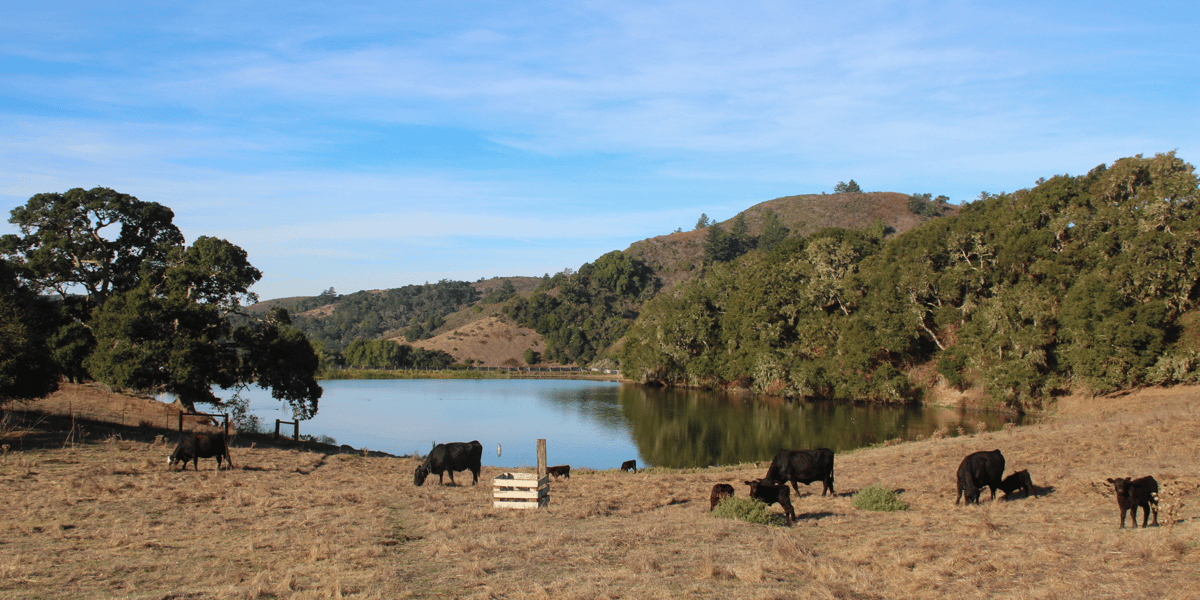 Cows grazing in front of pond in La Honda Creek Open Space Preserve