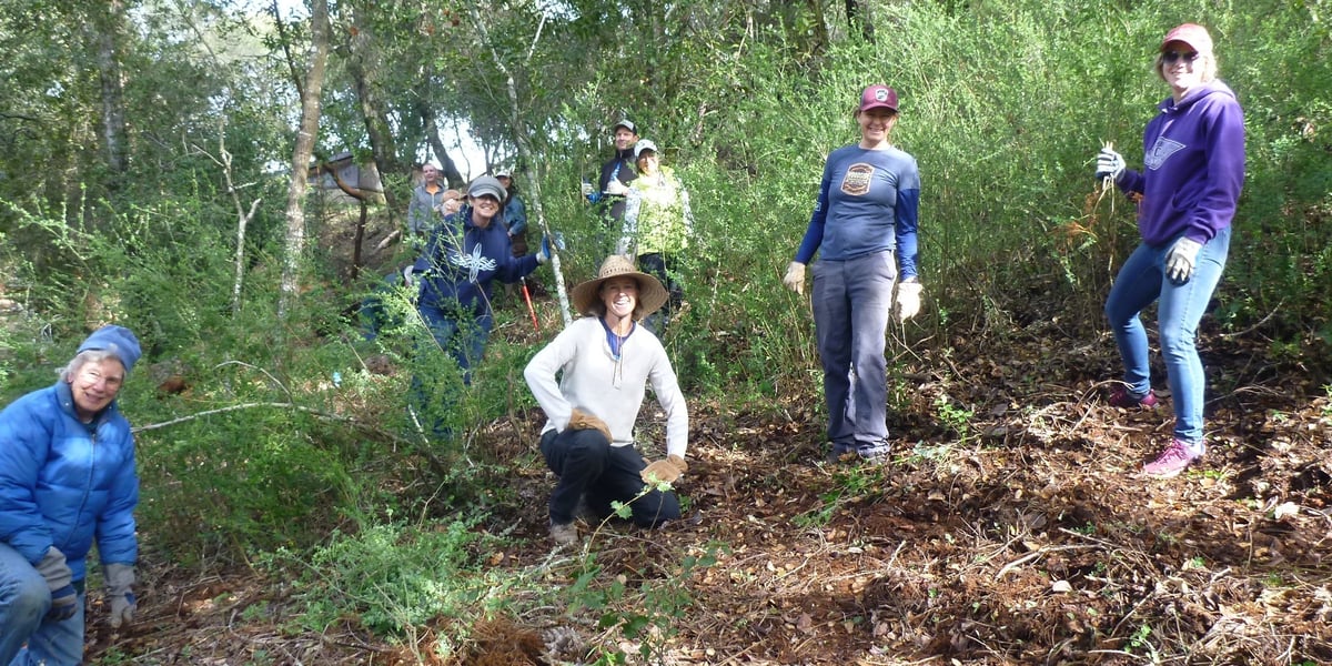 A group of volunteers pose while pulling invasive French broom