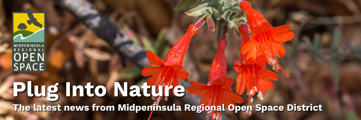 Closeup of California Fuchsia with text 