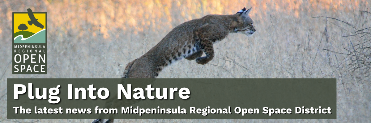 Bobcat leaps in a field of dry grass and the text "Plug Into Nature: The latest news from Midpeninsula Regional Open Space District"