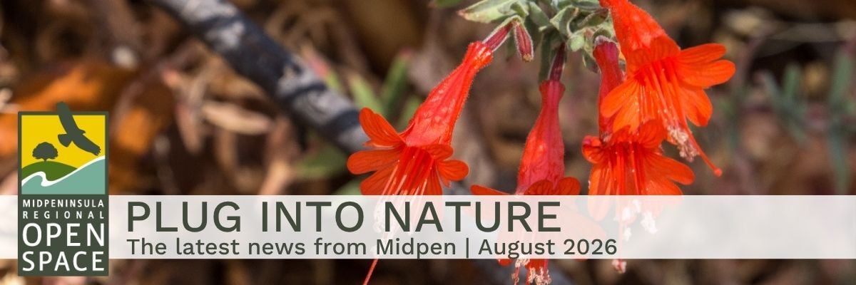 Closeup of a California fucshia with the text “Plug into Nature: The latest news from Midpen, August 2026