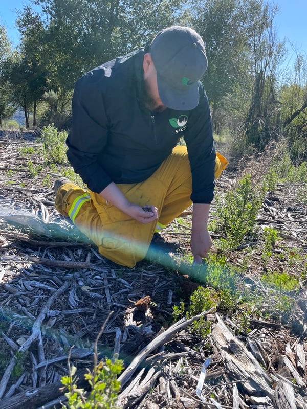 BCR-Acorn-Planting-SFCC