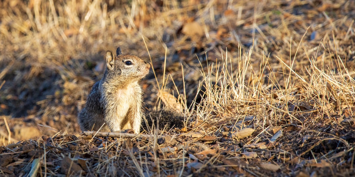 BEAT THE HEAT WILD12_RSA_SK_Sergey-Kosarevsky_squirrel_20220813