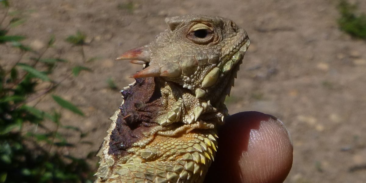 Photo of a Blainville's horned lizard held in a person's hand, close-up of the lizard's head and upper body in profile. 