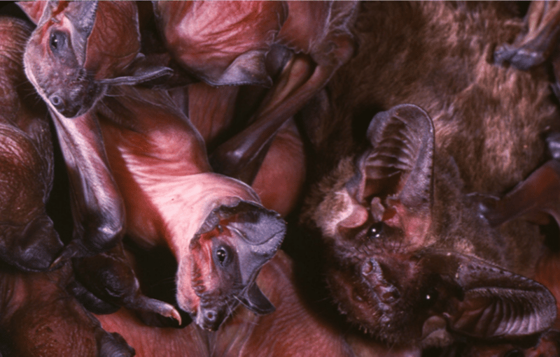 Mexican free-tailed bat and pups