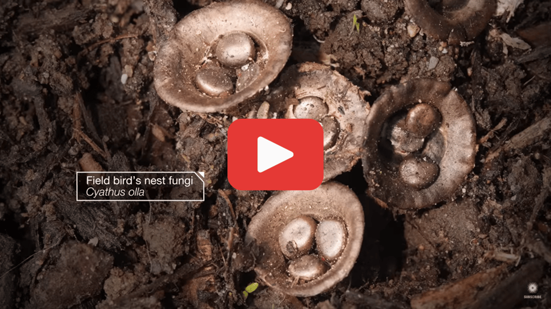 Birds Nest fungus youtube screenshot