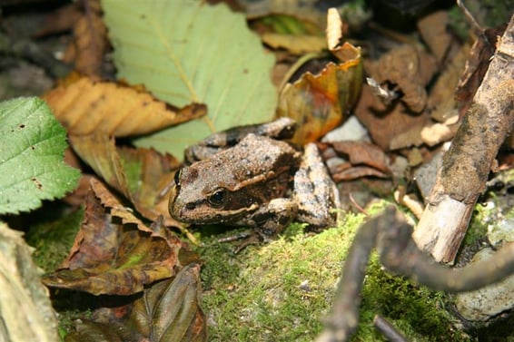red-legged frog at Miramontes Ridge Preserve
