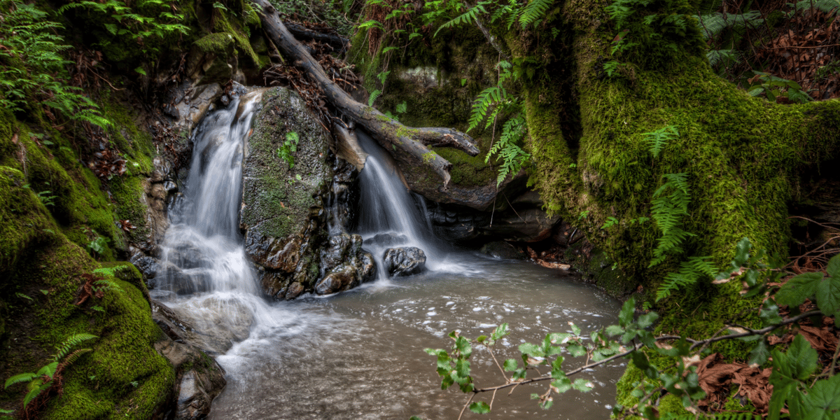 CC_DB_Dean-Birinyi_waterfall-moss-trees-cropped_unk_04