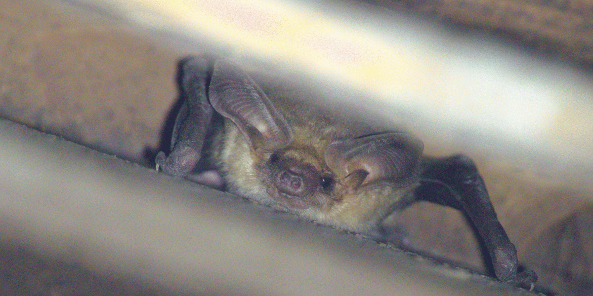 Pallid bat in a structure at Coal Creek Open Space Preserve