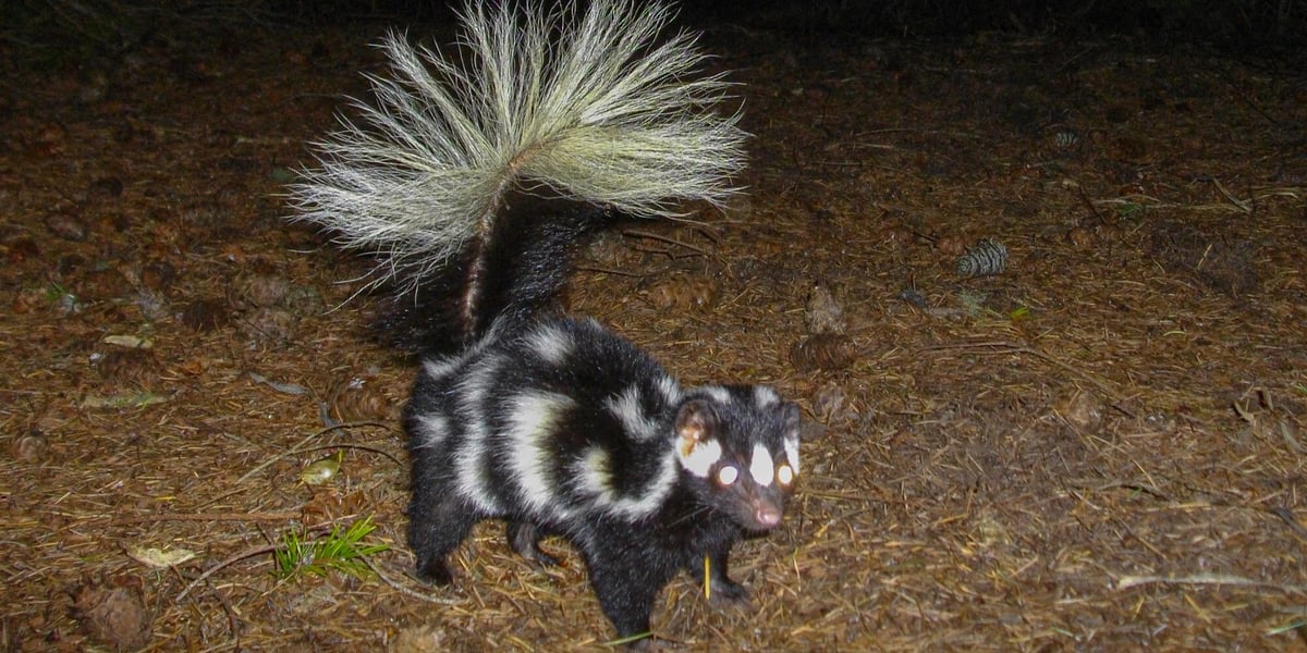A spotted skunk in the dark with its tail raised