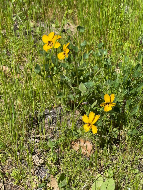 California golden violet - Timothy Slattery