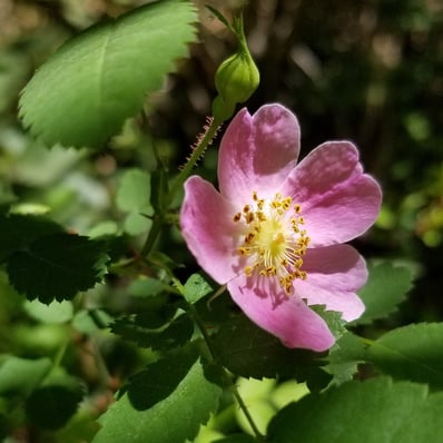 Photo of California wild rose by Stacie Wolny