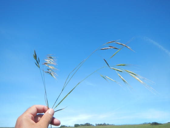 Photo of a person's hand holding a bunch of cheatgrass up against a blue sky..