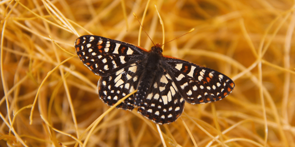 Checkerspot butterfly