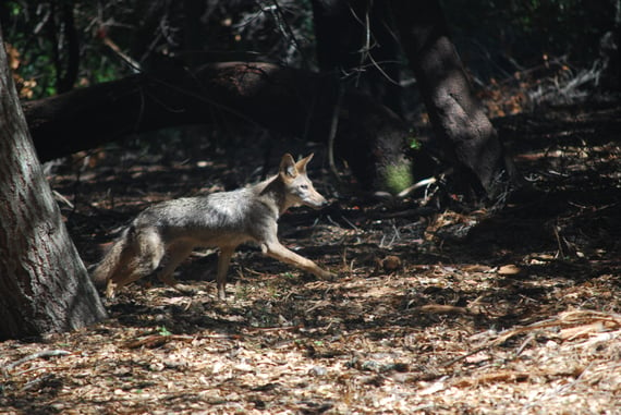 A young coyote being released into the wild