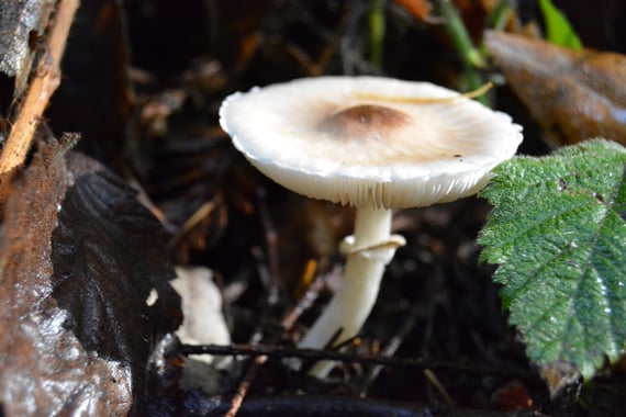 A white mushroom