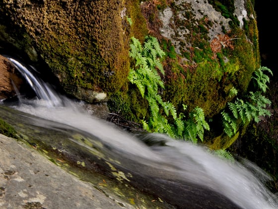 Ferns grow on the surface of a rock next to a little waterfall