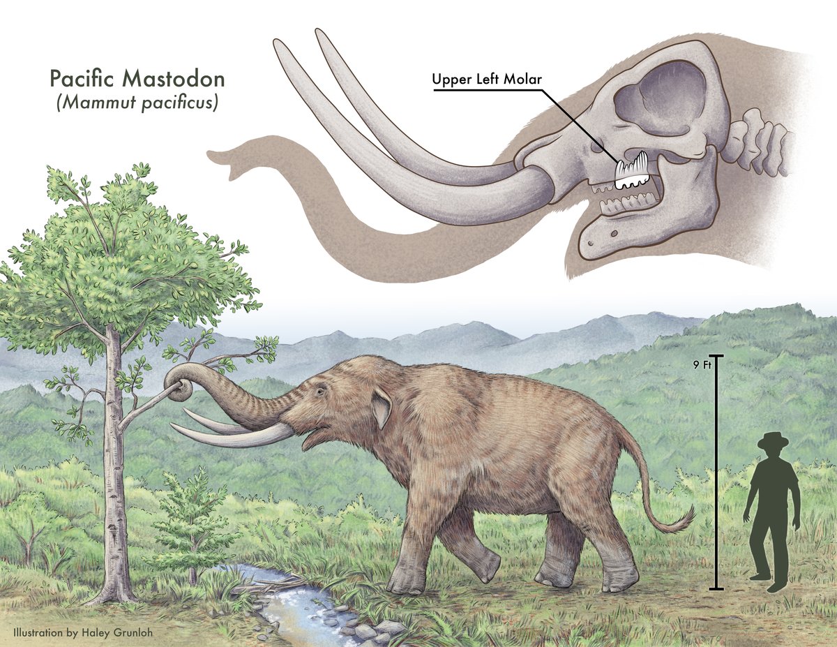 FINAL Mastodon Tooth - Haley Grunloh