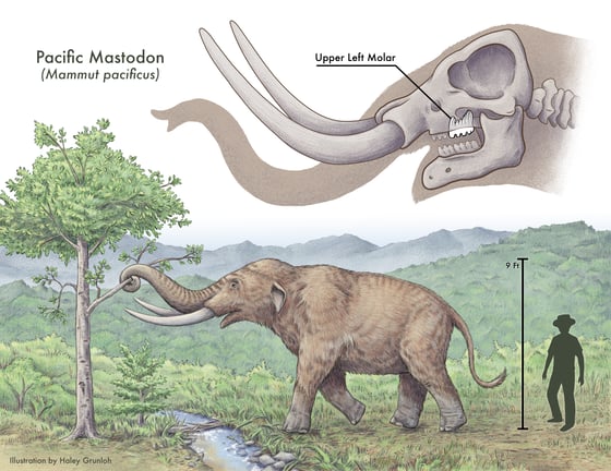An artist's rendering of a Pacific mastadon.