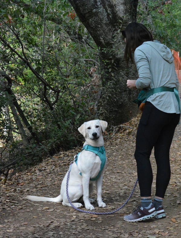 Dog on trail