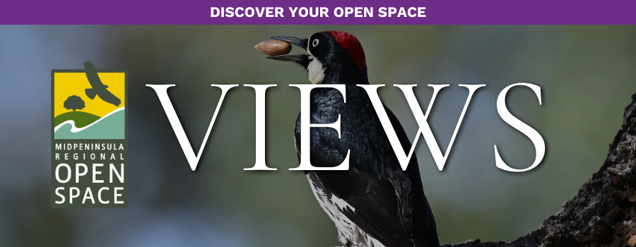 An acorn woodpecker with an acorn held in its beak
