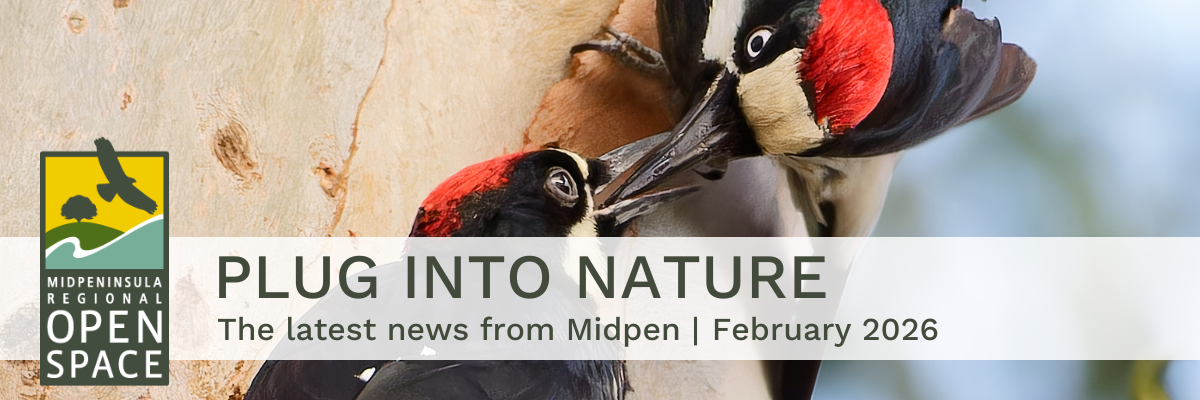 Plug into Nature - The latest news from Midpen in February 2026