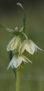 Fragrant fritillary flowers