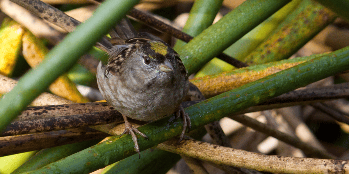 Golden-crowned sparrow