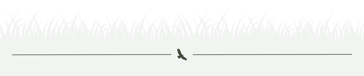 Green grass with hawk divider-1