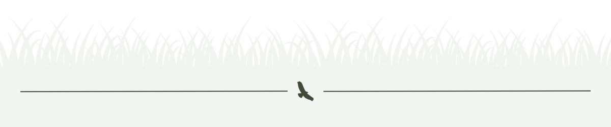 Green grass with hawk divider-1