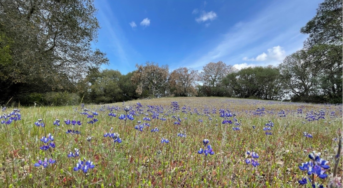 Hawthorns_Midpen_ Field-of-lupin-flowers (2)-1