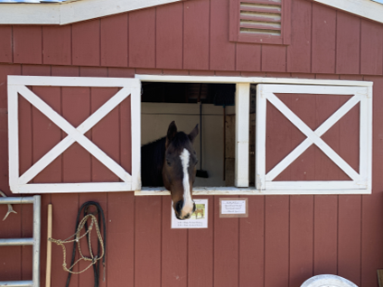A horse boarded at Bear Creek Stables sticks its head out of a stable window