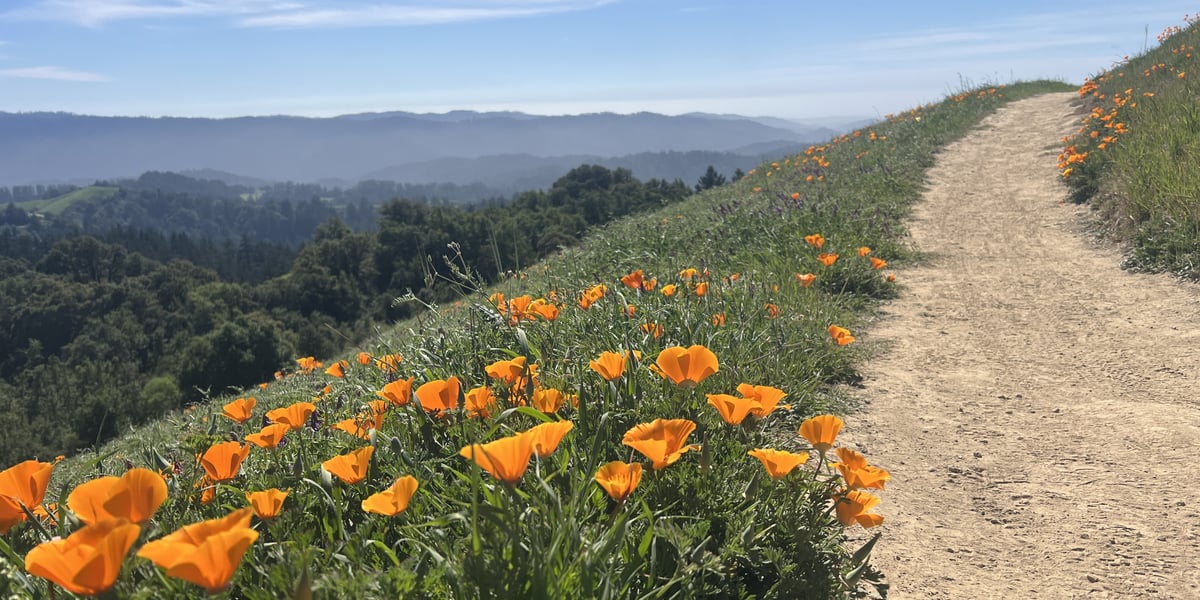 A cluster of California poppies alongside a trail overlooking the valley
