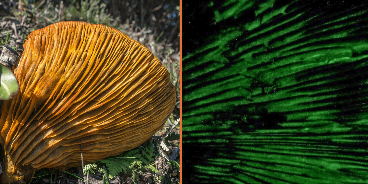 Close up of the Jack-O-Lantern gills in daylight and glowing at night.