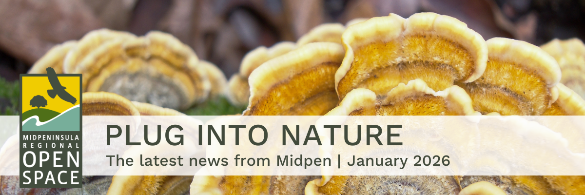 A photo of a turkey tail mushroom with the text "Plug into Nature: The latest news from Midpen. January 2026"
