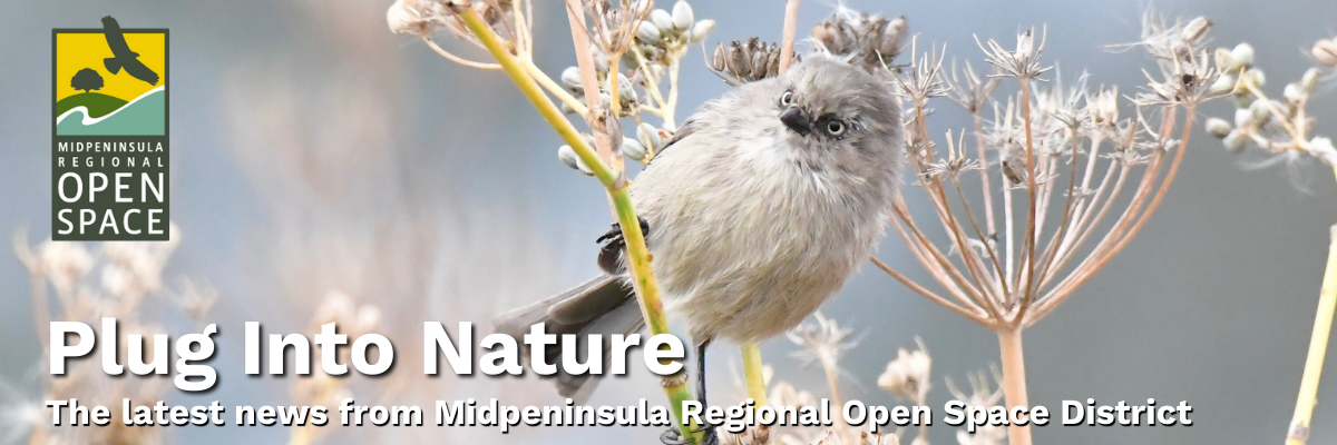 Header image of a bird in a dry brush