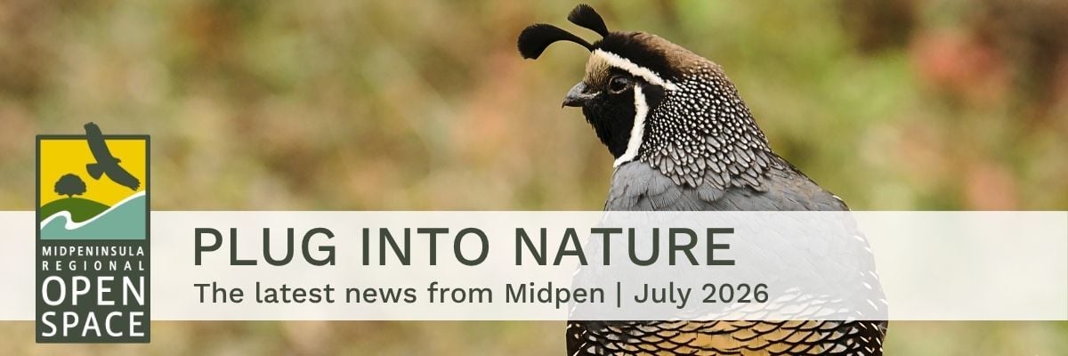 Image of California quail with the text: "Plug into Nature, the latest news from Midpen, July 2026"