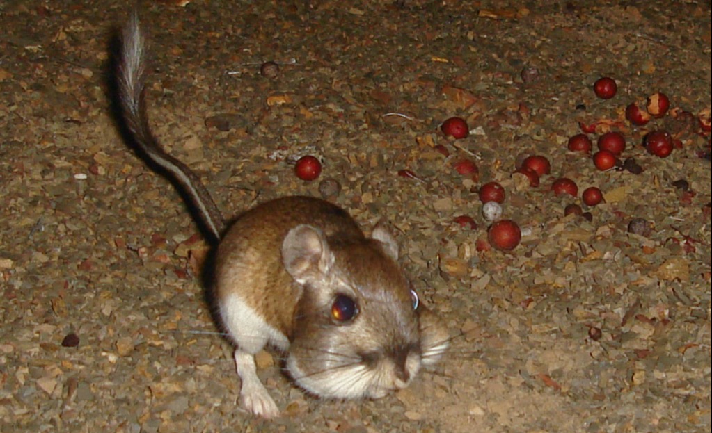 Kangaroo rat Ken Hickman (2)