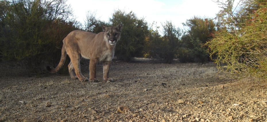 Ken Hickman Mountain Lion (2)