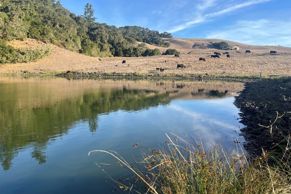 Cattle graze nearby Lower Turtle Pond in La Honda Creek Open Space Preserve