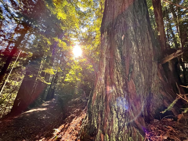 Sun shining through tree canopy and redwood tree in foreground.