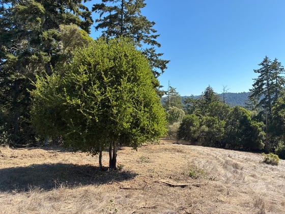 A shaded fuel break in La Honda Creek Open Space Preserve