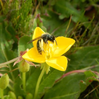 Picture of a bee on a suncup flower by Lewis Reed